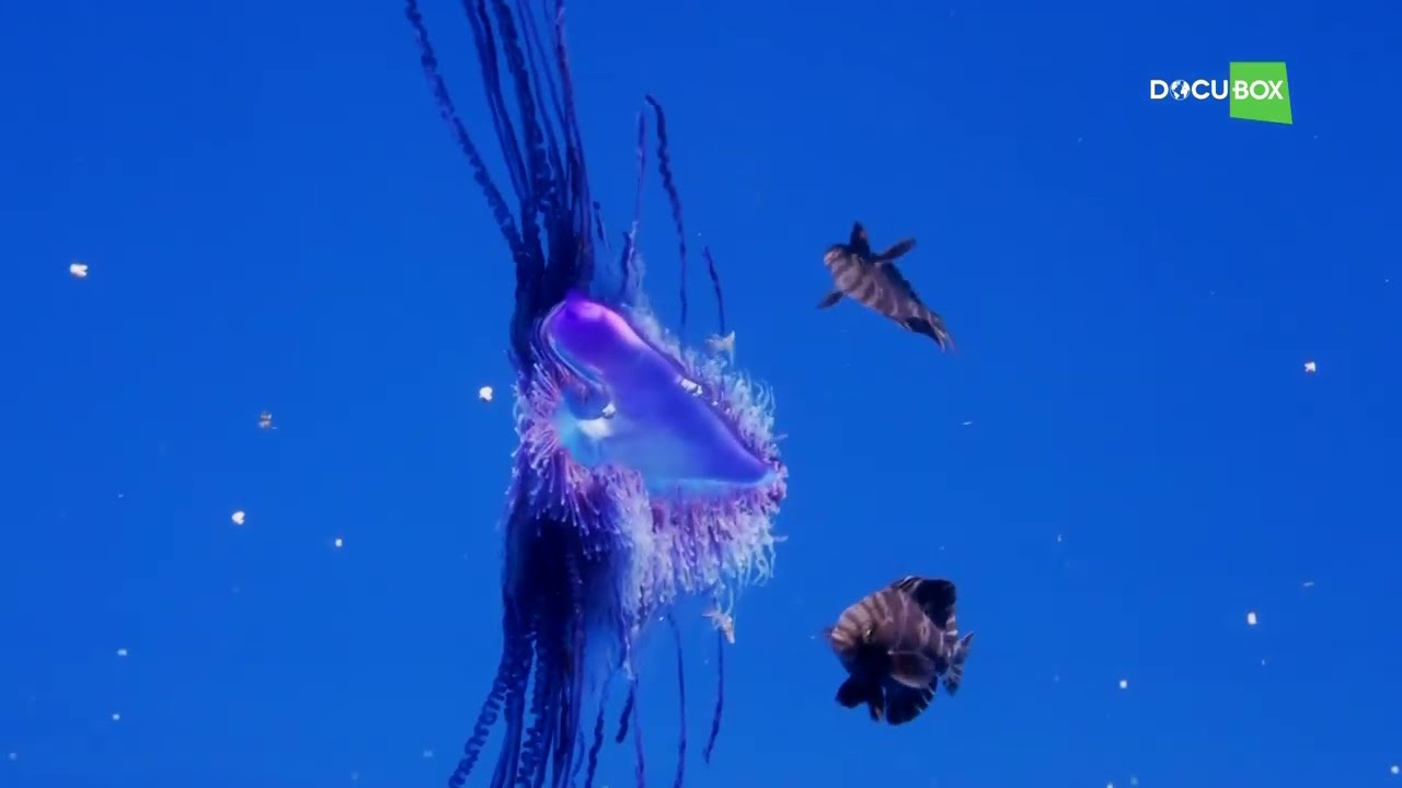 Где в молодом возрасте может прятаться Императорская чёрная рыба — Schedophilus ovalis ?