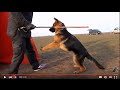 ИНСТИНКТ ДОБЫЧИ. Дрессировка Алмаза (Игнес) 5 мес.Dog training. Немецкая овчарка.Odessa.