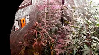 Happy Saturday / Garden Update with Dutchman420