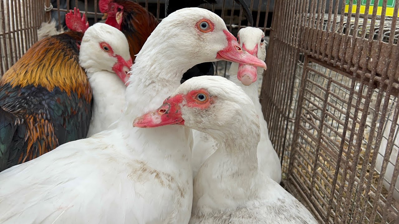 🆘СЕЗОН З КУРОЧКАМИ РОЗМОЧАТО‼️#тварини #ринок #кури #люди 