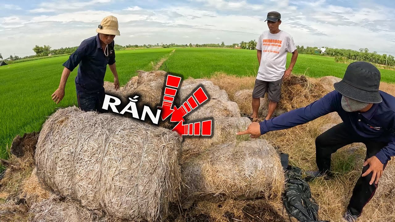 Bất ngờ nhìn thấy CON RẮN chui vô đống rơm khô | TGSB #1033