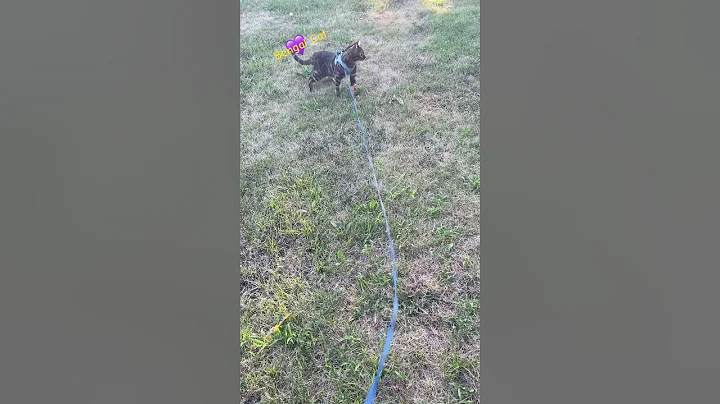 Video 10518421: bengal cats catlover, bengals catlover cute