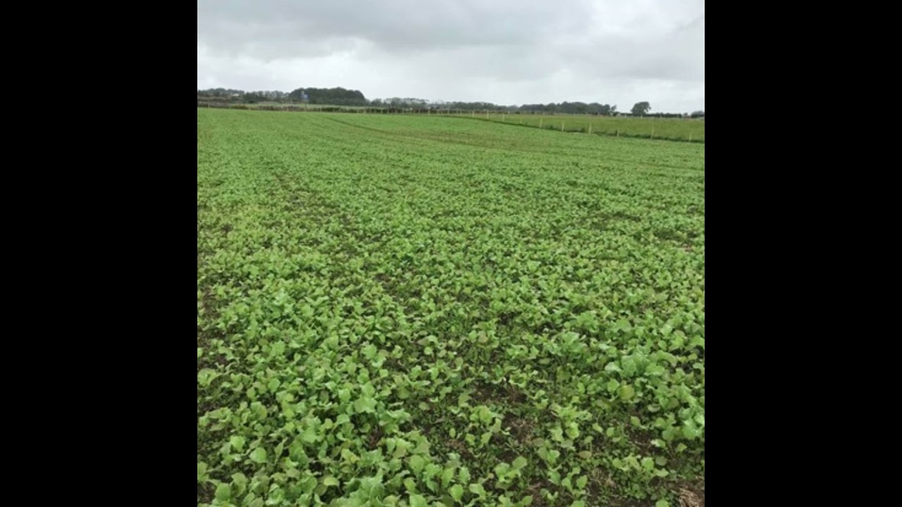 7: Episode 7: Role of alternative forages in store lambs systems