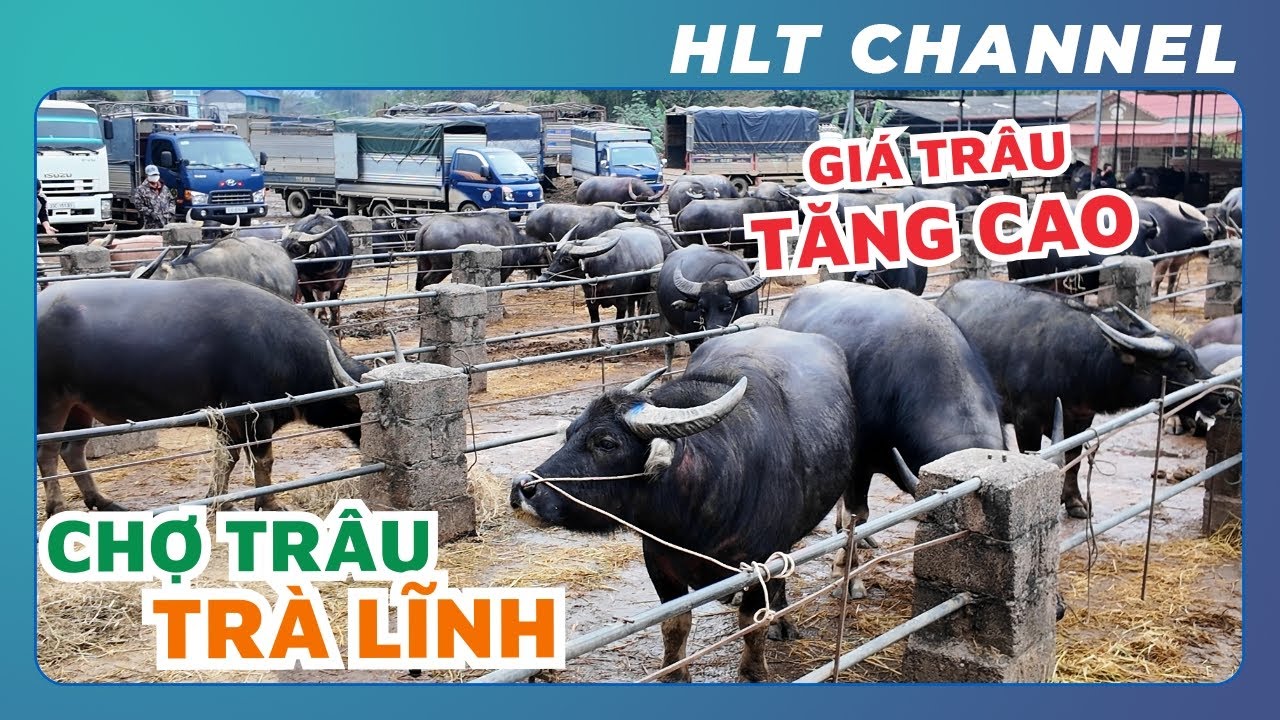 Thăm Quan Chợ Trâu Trà Lĩnh - Cao Bằng | Giá Trâu Tăng Cao, Nông Dân Được Mùa (Phần 1)