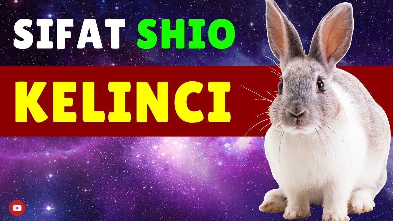 Kamu 🐰 SHIO KELINCI?? Pelajari WATAK & SIFAT Shio Kelinci di Video ini