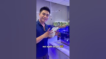 Cách nuôi cá biển khi bạn sống ở trên núi, không có nước biển thì nuôi bằng gì #aquarium #nemo