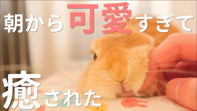 ウサギがなつくとこうなります No 221 Youtube