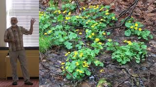 Inland Wetland Delineation Training - Wetland Indicator Plants and Other Indicators of Hydrology