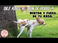 ✅ ORÍN DE PERROS Y GATOS ?! dile adiós para siempre / Dulce y Natural. (video 2)