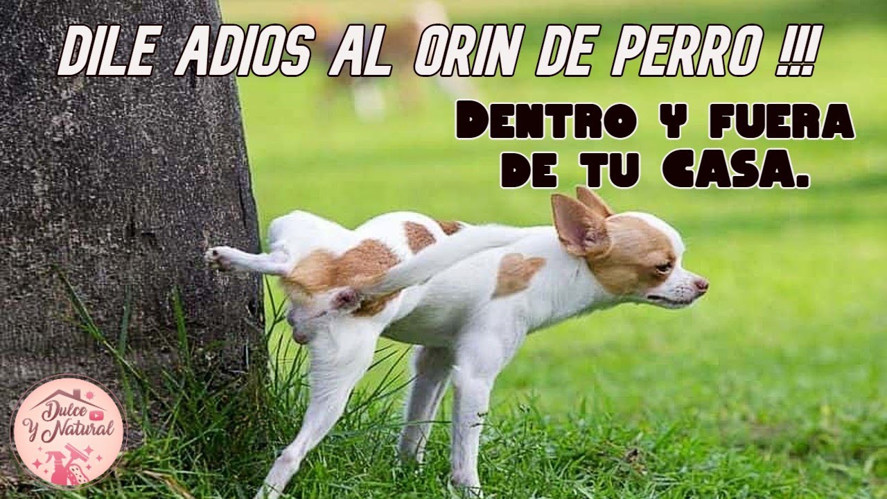 TRAMPA PARA RATONES - Productos de Limpieza en Chihuahua