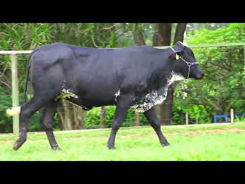 LOTE 151   VIOLETA FIV STEVE SANTA LUZIA – 0055CL