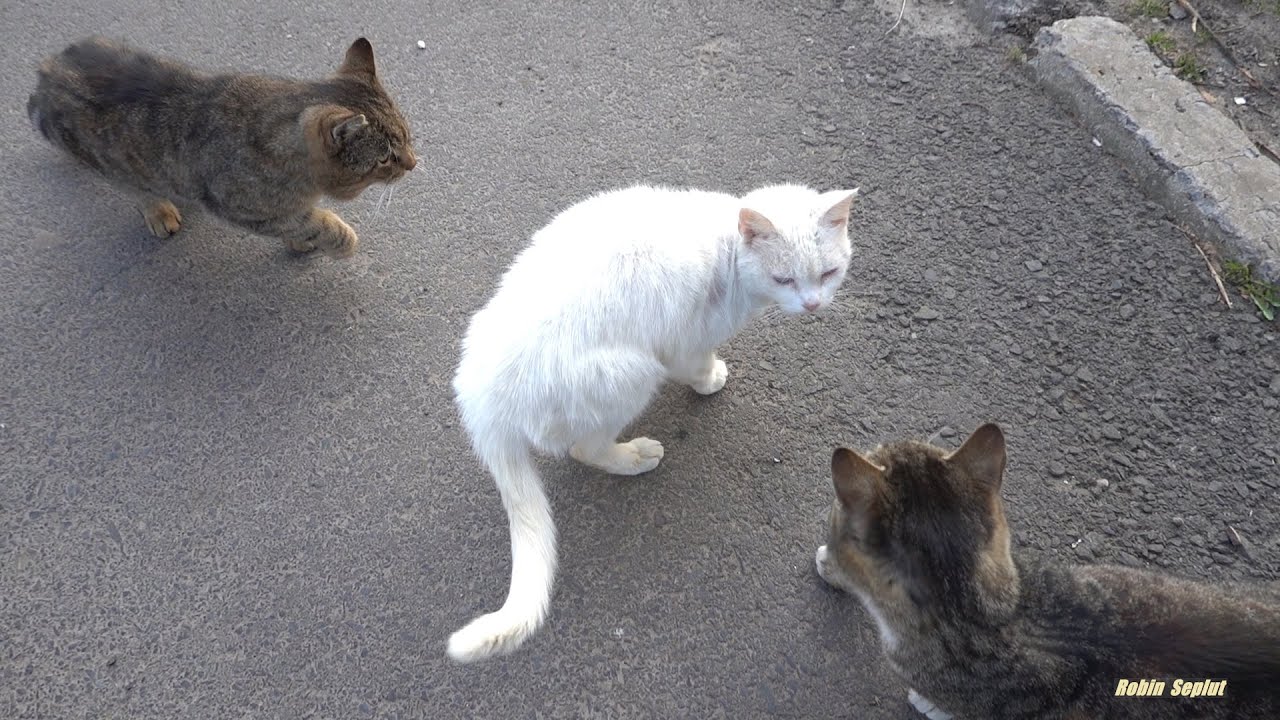two male cats or male and female