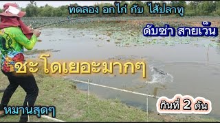 EP.112 ดับซ่าส์ ชะโดดุ อกไก่ ไส้ปลาทู?ปลาจะชอบเหยื่อไหน#snakehead #ตกชะโดหน้าดิน #ตกปลาช่อน