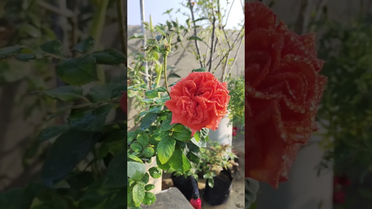 What do pink roses symbolize?