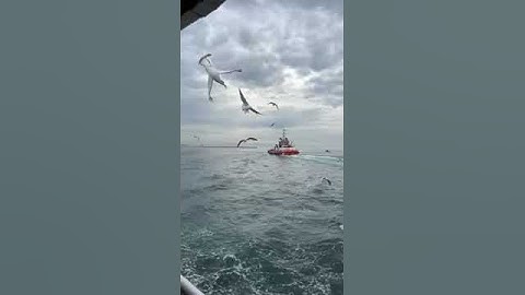 القارئ 🎧سعد الغامدي🤍 ||تلاوه خاشعه🌼🥰 ||آيات قصيره 💫🥰||حالات واتس اب💜 دينيه 😍🌹||#قرآن كريم 💛