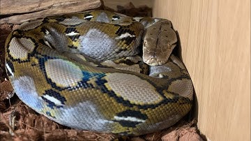 Bathing big snakes! **Reticulated Pythons**