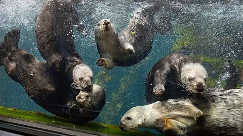 Otter Chaos!! Sea Otters Swimming, Twirling and Sw...