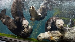 Otter Chaos!! Sea Otters Swimming, Twirling and Swirling at Monterey Bay Aquarium!