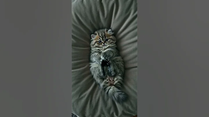 Video 10802881: persian gray kitten, tiny persian kitten, persian kitten blue eyes, fluffy persian kitten, persian kitten playing, big persian, kittens pure, cute kitten