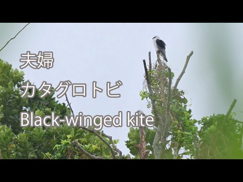 【夫婦】カタグロトビ Black-winged kite