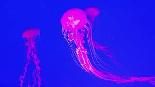 Relax Music: Soothing jellyfish aquarium • Music for sleep, study, meditation, yoga, screensaver tv