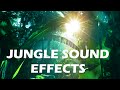 Jungle and rainforest sound effects  tropical forest ambiences from costa rica