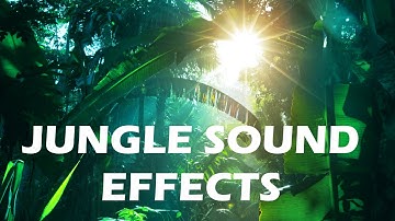 Jungle and Rainforest Sound Effects - Tropical Forest Ambiences from Costa Rica