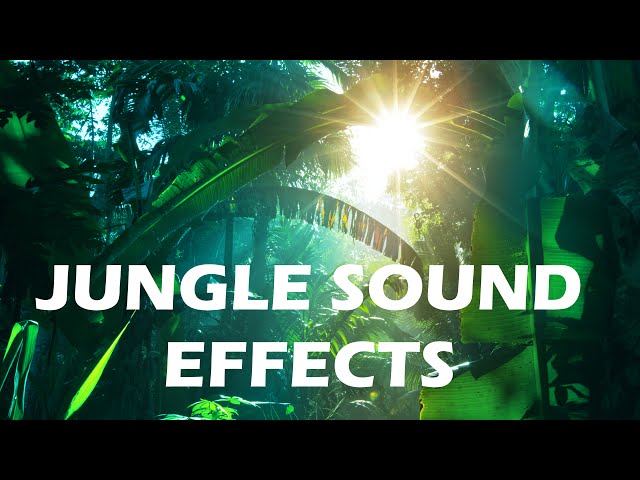 Jungle and Rainforest Sound Effects - Tropical Forest Ambiences from Costa Rica class=