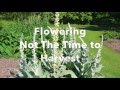 Harvesting, Drying and Using Mullein