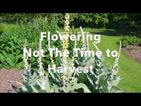 Βίντεο: Χρήσεις για βότανα Mullein: Πώς να χρησιμοποιήσετε τα φυτά Mullein στον κήπο