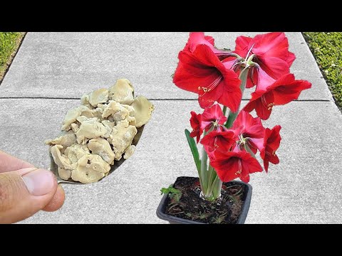 Βίντεο: Λίπασμα Οστεάλευρου: Πώς να χρησιμοποιήσετε Οστεάλευρα σε λουλούδια