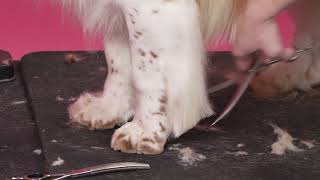 Welsh Springer Spaniel Foot Trimming by Groom Haüs 513 views 12 days ago 4 minutes