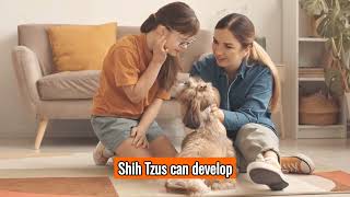 Shih Tzu - Top Personality Traits, Characteristics And Facts by 101DogFacts 25 views 6 months ago 3 minutes, 10 seconds