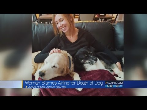 Video: Förödad hund mamma skyller flygbolag för hennes hunds död efter oväntad överläggning