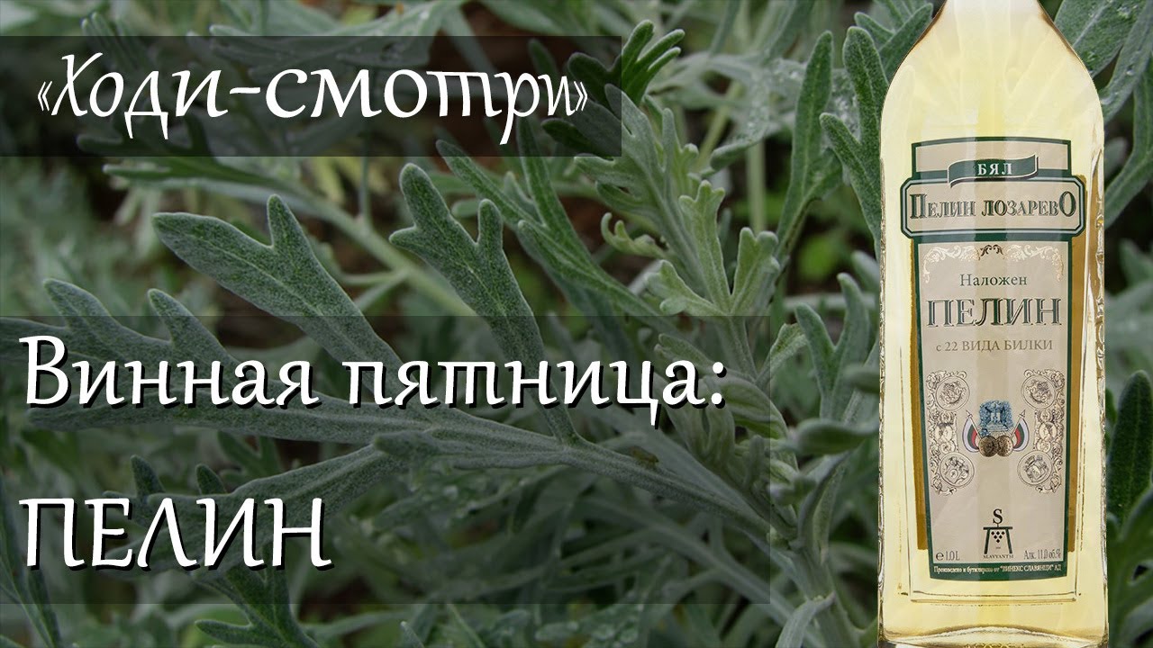 Пелин - болгарское вино на травах и фруктах. Пятничные истории вина на "Ходи-смотри"