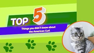 5 Things You Didn't Know About The American Curl