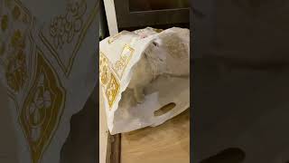 Mavi Hiding Inside The Pocke