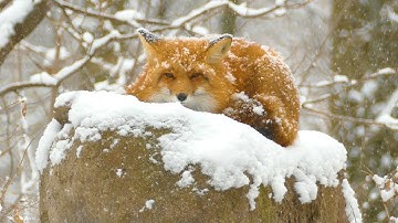 Relaxing Beautiful Music, Peaceful Instrumental Music in video in 4k, "Winter