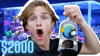 UNBOXING $2000 worth of BEAUTIFUL SALTWATER FISH (INSANE)
