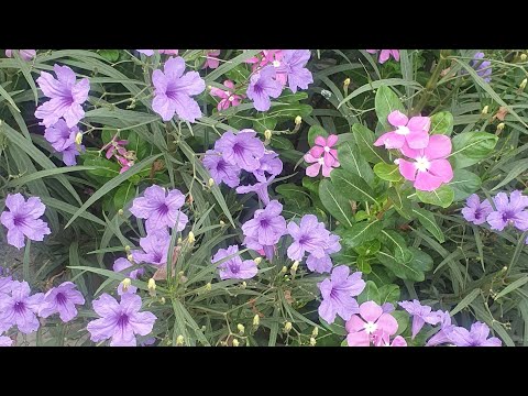 Video: Ruellia (33 Foto's): Beschrijving Van De Blauwe Ruelia-bloem En Thuisverzorging, Portella- En Devaux-soorten, Caroline En Britton, Groeien En Vermeerderen Door Stekken