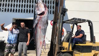 pesca del atún rojo en Málaga/ 300k🎣🐟🎏 fishing tuna in Málaga/ palangrero de larga distancia 😂😂😂