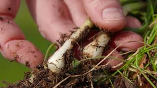 Wild Garlic vs Wild Onion in Your Lawn? Here’s the Difference Net Worth