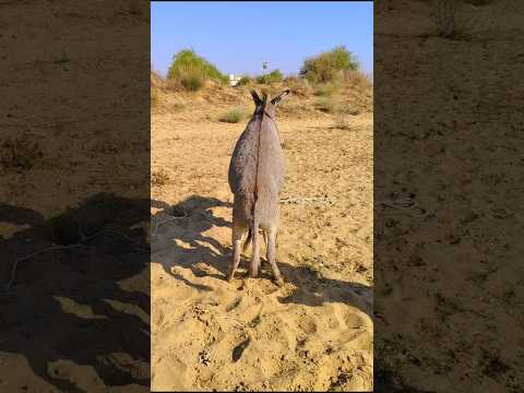 Small Donkey Foryou Trending Animals Virals Shorts 
