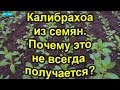 Калибрахоа из семян- главная причина,почему не всегда это получается?