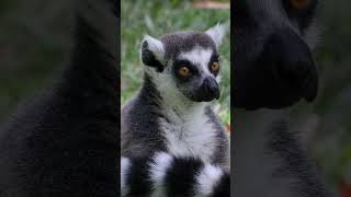 🐒 Lemur | The Forest Caller Guide