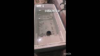 Day 1# nanum fish sales panuven #polar parrot # breeding pair # 9488347231