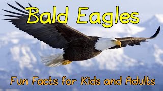 Its all about eagles #information about eagles | golden eagle |bald eagles