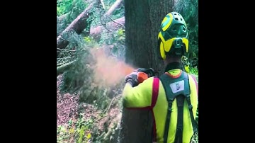 Cut down large trees in the forest with a wedge and an iron saw 1080P #shorts #shortfeed #trending