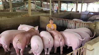 Caring for pigs from birth to adult pigs, the process of 6 months old. (Episode 103).