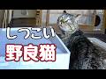 【野良猫】に 振り回されました…【元野良猫】
